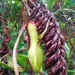 Nepenthes vieillardii ᱮᱴᱟᱜ
