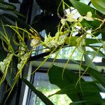 Brassia caudata फूल