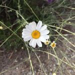 Tanacetum cinerariifolium Kwiat