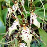 Brassia caudata फूल