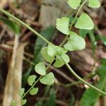 Lygodium microphyllum Blatt