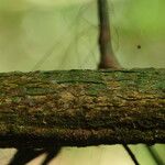 Pycnobotrya nitida Φλοιός