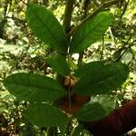 Tabernaemontana eglandulosa Leaf