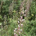 Himantoglossum calcaratum Blüte