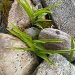 Epipactis palustris Leaf