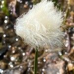 Eriophorum scheuchzeri പുഷ്പം