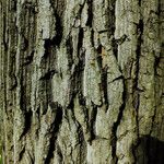 Juglans mandshurica Bark