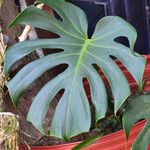 Monstera deliciosa Leaf