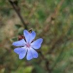 Ceratostigma willmottianum Blüte