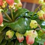 Kalanchoe miniata पत्ता