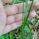 Poa nemoralis Blatt