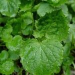 Campanula patula Leaf