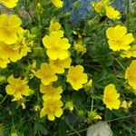 Potentilla grandiflora Flower