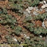 Paronychia polygonifolia Habitus