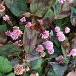 Persicaria capitataFloare