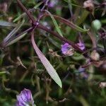 Gypsophila muralis Likasa