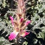 Acanthus arboreus Floro