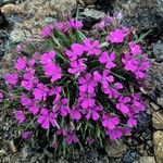 Dianthus glacialis 花