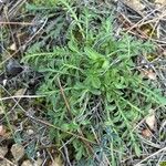 Centaurea diffusa List