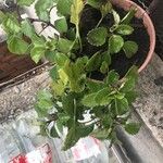 Plectranthus verticillatus List