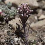 Castilleja nana موطن