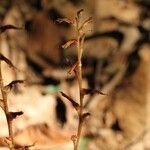 Epifagus virginiana Habit