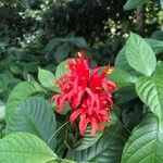 Pachystachys coccineaফুল