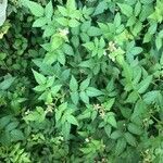Rubus fraxinifolius Hoja