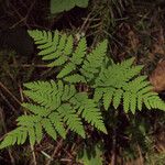 Gymnocarpium disjunctum Leaf