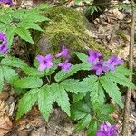 Cardamine glanduligera Fuelha