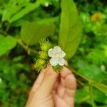 Pavonia schiedeana പുഷ്പം