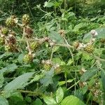 Rubus winteri Bloem