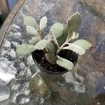 Kalanchoe pumila 葉