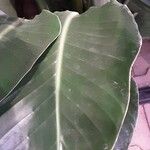 Strelitzia nicolai Hoja