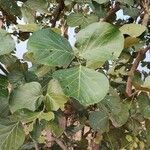 Butea monosperma Frunză