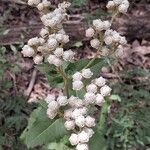 Parthenium integrifolium Çiçek