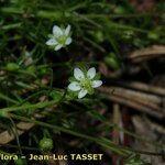 Sagina saginoides Blomma