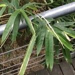 Bambusa multiplex ഇല