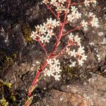 Saxifraga cotyledon 形態