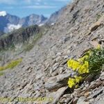 Brassica repanda Habitat