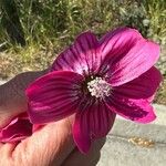 Malva assurgentiflora Blomst