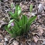 Cypripedium acaule Habit