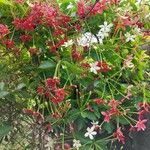 Combretum indicum 花