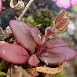 Chaenorhinum origanifolium Elinympäristö