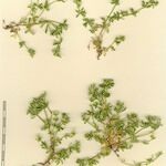 Galium pseudohelveticum その他の提案