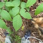 Aralia spinosa Blatt