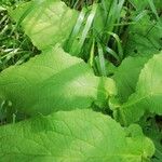 Doronicum austriacum Blad