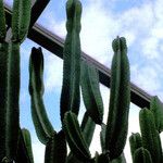 Cereus jamacaru Лист