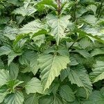 Ocimum carnosum Облик