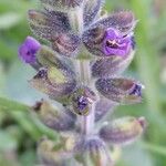 Salvia verbenaca Blüte